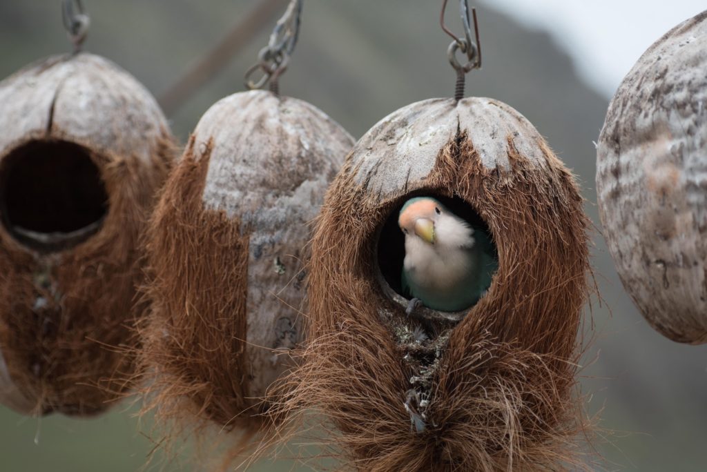 bird nesting in a coconut