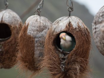 bird nesting in a coconut