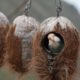 bird nesting in a coconut