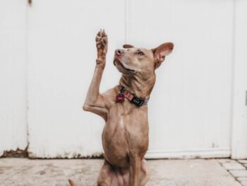 A dog raising his hand to ask a question (possibly of a newly diagnosed autistic woman!